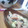 mipotann's cooksnap of when they made とろうま柿のデザート.