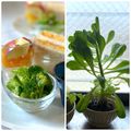 かっちゃん杉's cooksnap of when they made リボベジ 根付きレタスを育てて収穫しよう.