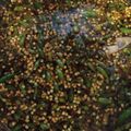きまぐれまちこ's cooksnap of when they made 丸亀の青唐辛子醤油漬けを再現！.