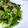 mikkusan's cooksnap of when they made ほうれん草とキャベツのあえもの♪.