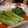 MEGuREEN's cooksnap of when they made 青梗菜の簡単うま煮.