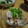 ふぁびこ's cooksnap of when they made 柿とかぶの粒マスタード和え.