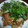 スカイブルーナッツ's cooksnap of when they made 豚肉と大根の味噌炒め.