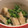 ママキ's cooksnap of when they made 春菊とあぶらげのお浸し.