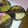 コロすけ☆'s cooksnap of when they made おうちでおせち　栗きんとん.