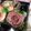 natsu1231's cooksnap of when they made 大根おやつ　甘いゆかり漬け　薔薇風に彩り.