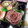 natsu1231's cooksnap of when they made 大根おやつ　甘いゆかり漬け　薔薇風に彩り.