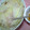 myukitty's cooksnap of when they made 簡単♥白菜の重ね蒸し.