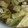 らむたんまもりん's cooksnap of when they made フキと小揚げの煮物.