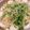 クックE04FUY☆'s cooksnap of when they made 無限ごま油鍋 （豚・豆苗・もやし）.