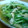 きみぽん♪'s cooksnap of when they made 水菜とエノキの煮浸し.