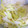 fuma1120's cooksnap of when they made 白菜の簡単生サラダ.