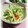 ＴＯＭＯＷＡＴ's cooksnap of when they made 和風ジャガイモ炒め.