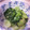 プンプン庵's cooksnap of when they made ちんげん菜のニンニク炒め.