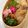 なっつなおこ's cooksnap of when they made 紫キャベツのレモンマリネ◎作り置きに♪.