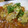 mangoari's cooksnap of when they made 簡単　牡蠣のジョン.