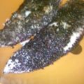 ちゃらんち's cooksnap of when they made 居酒屋の味！ささみにゆかりだけ。.