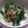 volvol's cooksnap of when they made ニラと桜海老のおひたし.