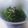 はっぴーはりぼ's cooksnap of when they made ほうれん草の味を楽しむ★おひたし.