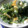 おりrinrin's cooksnap of when they made ほうれん草のオイマヨ和え.
