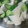 かぴーな's cooksnap of when they made 長芋ときゅうりのごろっとサラダ.