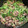 ちゃみ's cooksnap of when they made とうみょうと牛肉の細切り炒め.