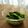usaco3's cooksnap of when they made カラシ醤油で！！小松菜の醤油和え.