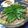 れな犬's cooksnap of when they made 豚肉とお野菜のレンジ蒸し.