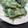 豆大臣's cooksnap of when they made 簡単☆春菊と桜えびのかき揚げ風？お焼き.