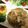 ‐ｱﾍﾞﾍﾞ‐'s cooksnap of when they made 大豆入り★ヘルシー★和風ハンバーグ.