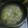 masumin110's cooksnap of when they made 豚肉と白菜のミルフィーユ鍋★.