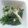 talkin38's cooksnap of when they made 菊菜としめじのみぞれ和え.