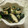 miyuki12's cooksnap of when they made ほうれん草ときのこの酒粕胡麻和え.
