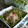 あい葉's cooksnap of when they made 簡単　かいわれサラダ.