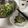 くまノン兵衛's cooksnap of when they made 一本ぺろり！簡単で苦くないおつまみゴーヤ.