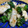 みなあゆママ's cooksnap of when they made ささみとブロッコリーの塩だれ焼き.