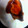 まりー犬's cooksnap of when they made ぶりの照り焼き♪オイスターソース.
