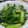 abecom's cooksnap of when they made ササッと簡単！青菜(小松菜)炒め.