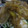 ねこりん222's cooksnap of when they made これ一品でOKな豚しょうが焼き.