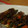 manapk's cooksnap of when they made ウチのインゲンの肉巻き（和風照り焼き）.
