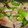 ひよ姫's cooksnap of when they made 叩いて！砕いて！れんこんのガーリック炒め.