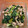 いいお天気♬'s cooksnap of when they made 体を温める♡中国人のターサイ炒め.