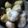 enrique's cooksnap of when they made 里芋の煮っ転がし.