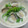 あっこ姉's cooksnap of when they made 菜の花とあさりの和風クリームスープ.