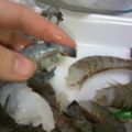 きゅーい's cooksnap of when they made エビのしっぽまできれいに剥ける方法.