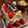 クックZO0P7Q☆'s cooksnap of when they made 超時短☆Xmas ロールケーキプレート.