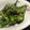 サトモユリア's cooksnap of when they made ししとうの胡麻味噌炒め♪.