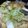 GONTA3号's cooksnap of when they made 簡単！白菜とシーチキンの旨煮.
