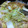 GONTA3号's cooksnap of when they made 簡単！白菜とシーチキンの旨煮.