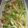 ミチケイ's cooksnap of when they made 鶏とセロリとザーサイ、カイワレもね♪.
